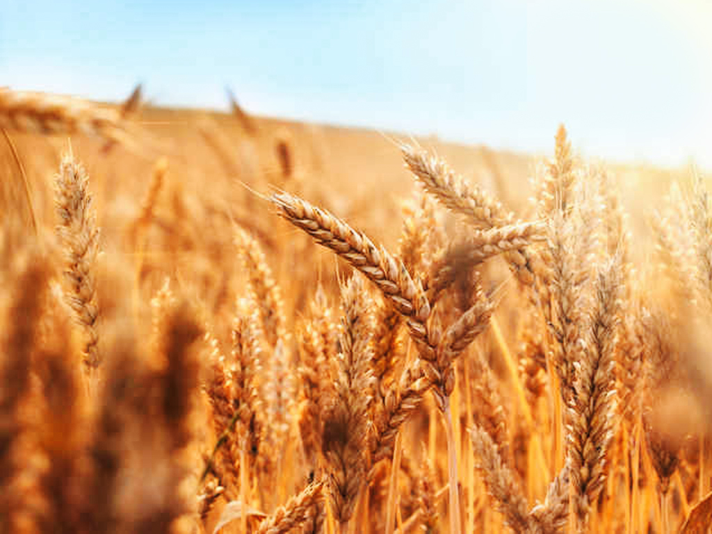 IL CHICCO DI GRANO Francesco Lorenzi